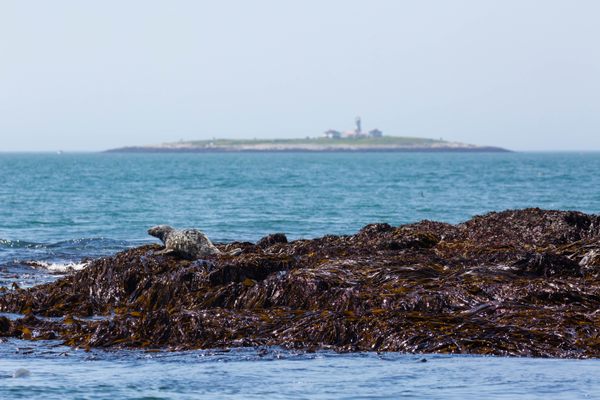 Seal in front, Machias Seal Island and lighthouse in back