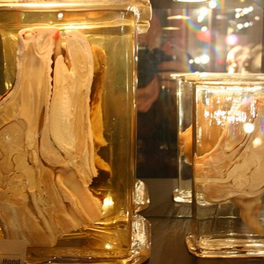 Cross section of dog skull