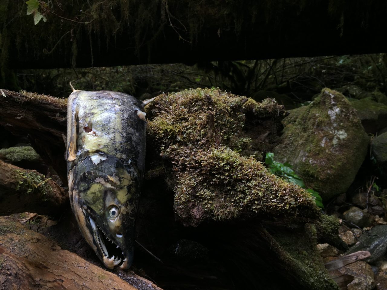 A pink salmon that has reached the end of its natural life—but not the end of its usefulness to the ecosystem of British Columbia's Central Coast.