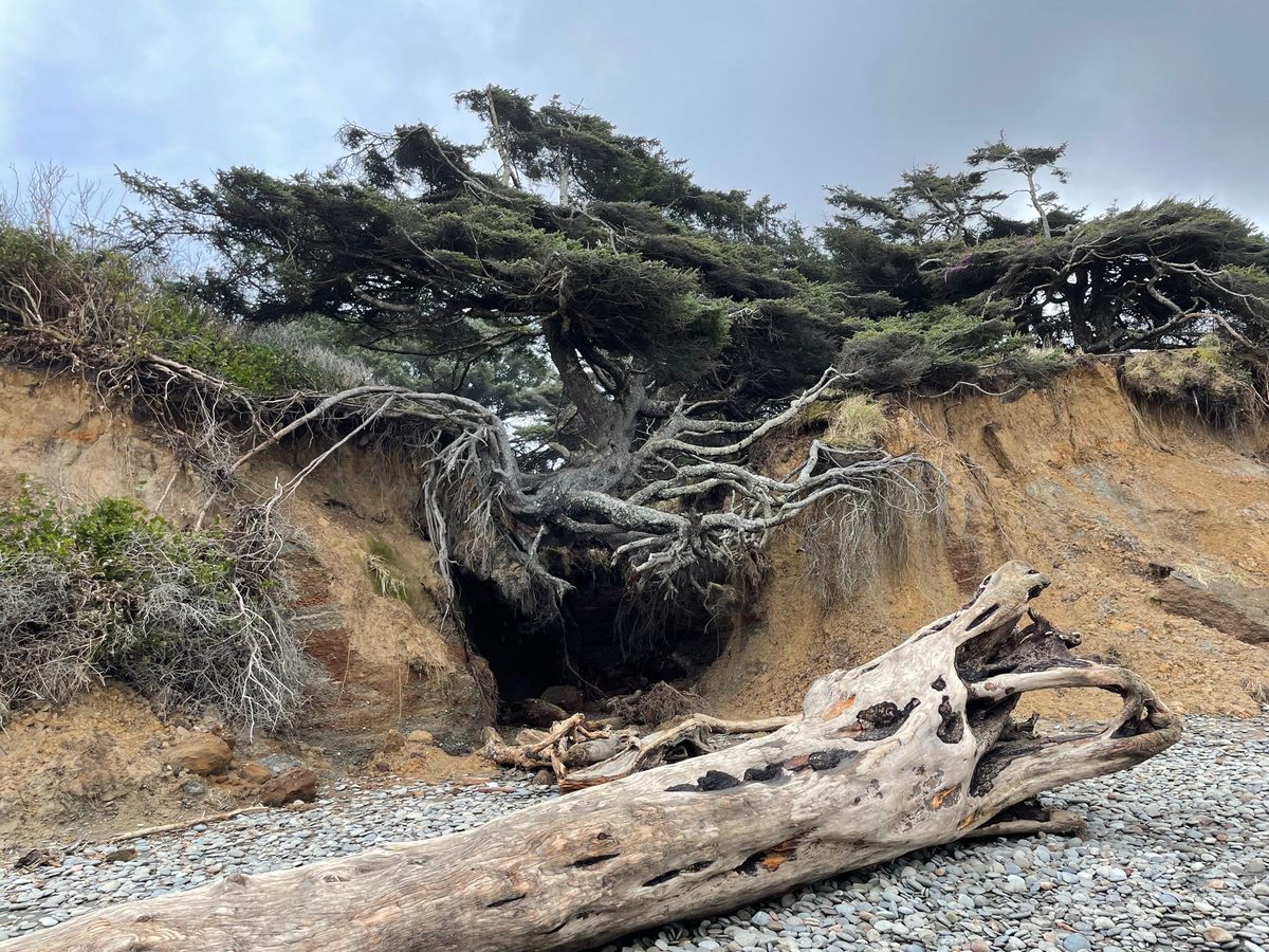 Kalaloch Tree of Life Forks, Washington Atlas Obscura