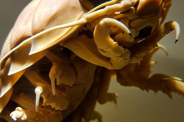 A strange preserved marine beast at the museum