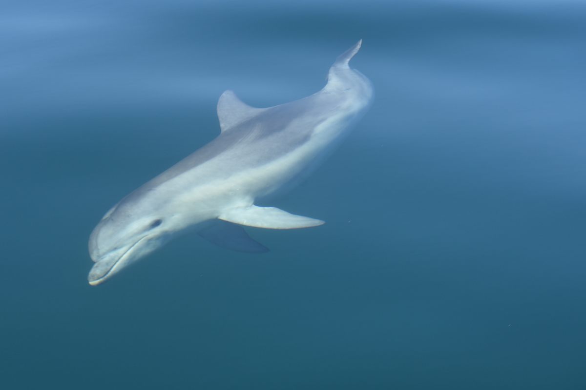 Burrunans are just the third known species of bottlenose dolphin.