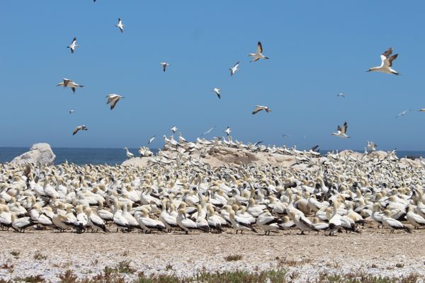 The Cape Gannet Colony