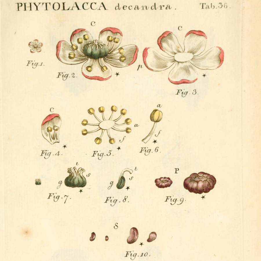 An illustration of Linnaeus system of sexual reproduction between flowers.