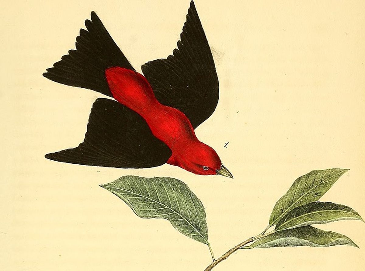 John J. Audubon's scarlet tanager illustration, from <em>The Birds of America</em>.