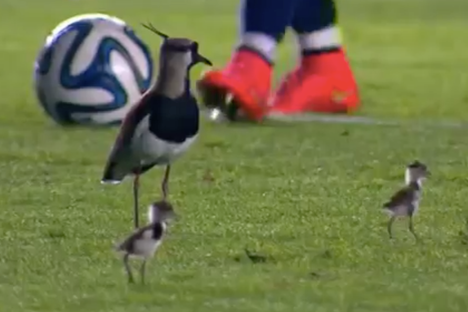 Fleeting Wonders: Flock of Birds Foil Soccer Game in Brazil