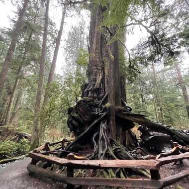 The Kalaloch Big Cedar is the third-largest of its species.