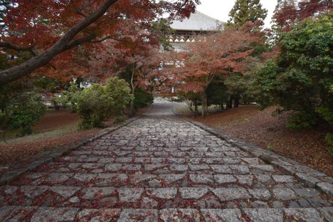 Nekodan (Cat Stairway)