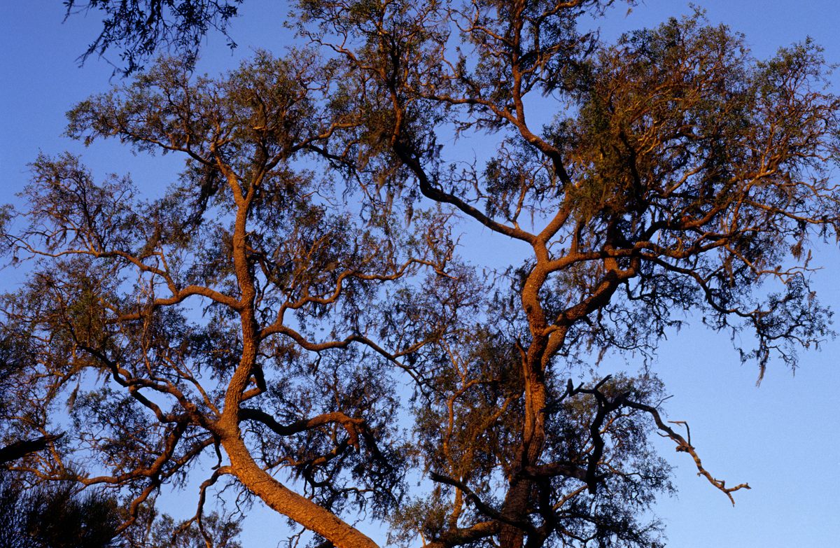 The very hard quebracho tree has been extensively logged in its native range in South America. 