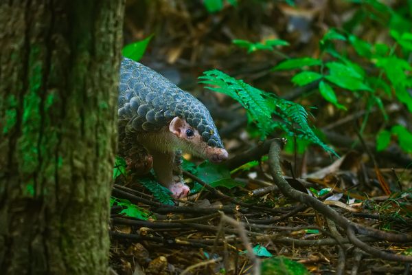 As they build their underground burrows, pangolins dig deep and turn over soil, which encourages plant growth and creates shelter for dozens of other species.
