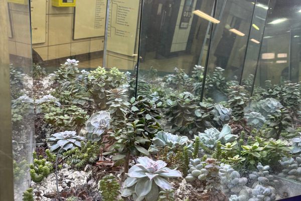 Tiny Parks at St James’s Park.