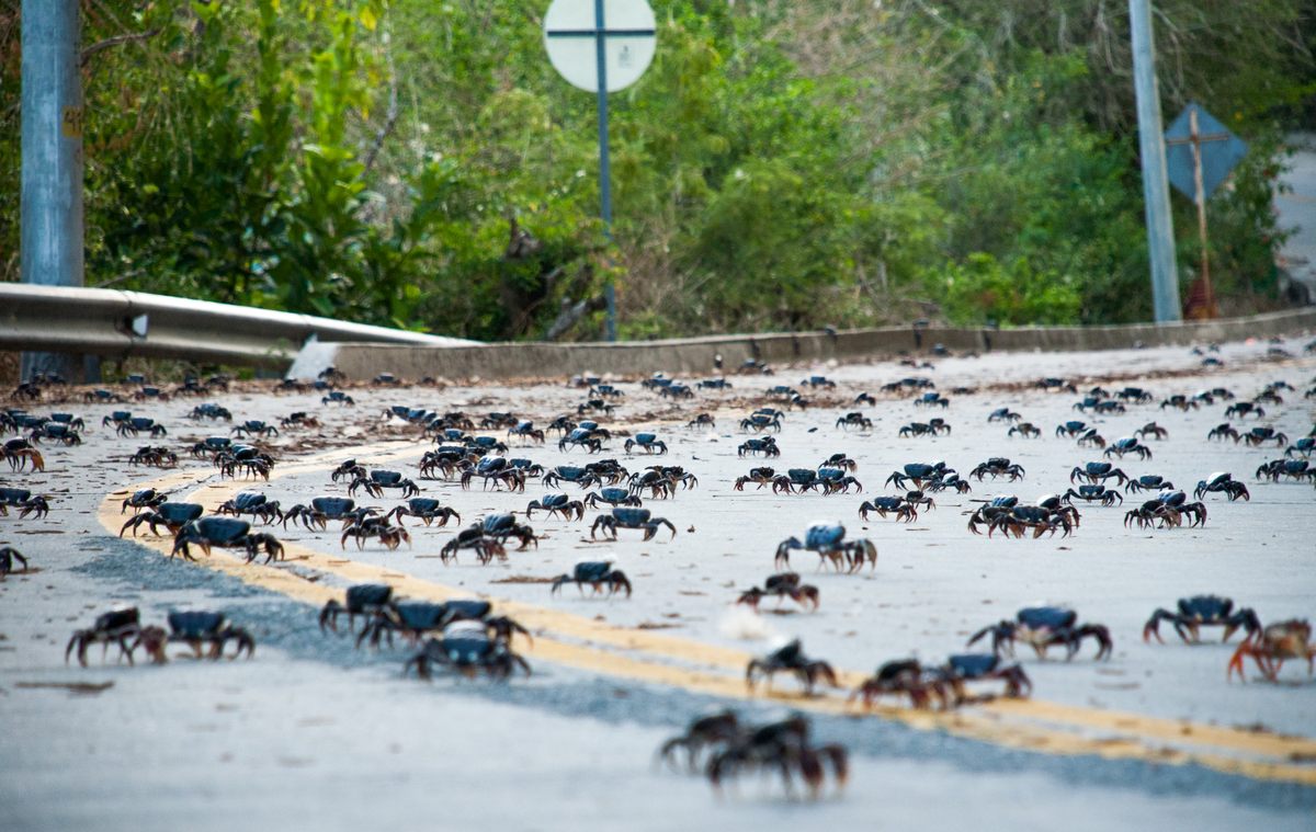 During this time, it's almost impossible to avoid the crabs.
