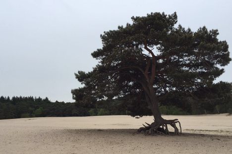 A tree with exposed roots.
