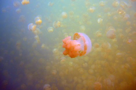 Jellyfish Lake