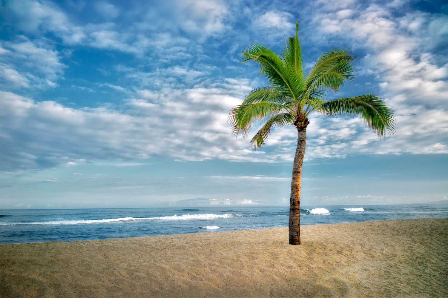 Palm Tree Template, Summer Displays