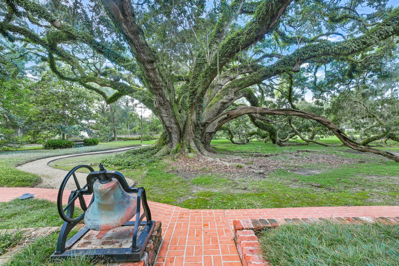 For $1.35 million, you could become the next owner of one of the largest southern live oak trees in the United States. 
