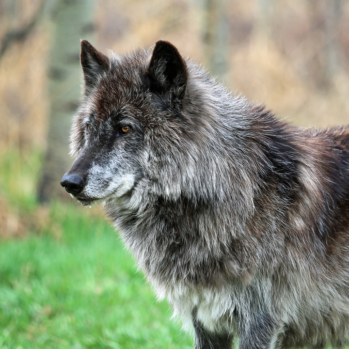 Yamnuska Wolfdog Sanctuary.