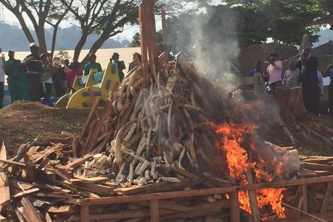 This Burning of Poached Elephant Goods Is One of the Largest in History