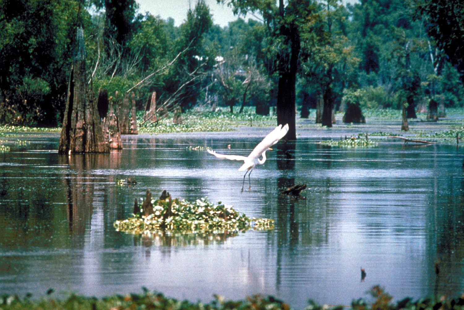 Freshwater Swamp Forests – Forest Types Around the World - WorldAtlas