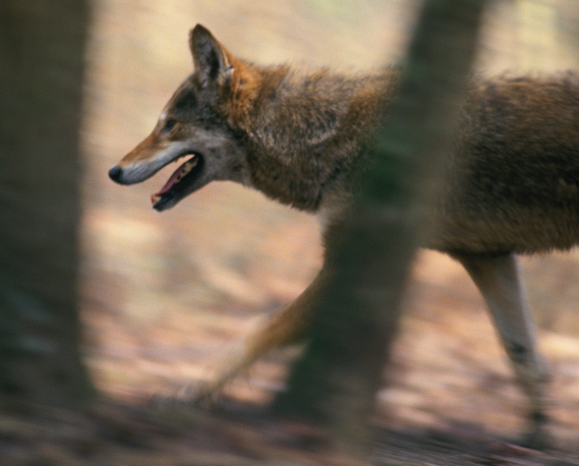Will Coyotes Mate With Domestic Dogs? Unveiling the Truth Behind Interspecies Mating!