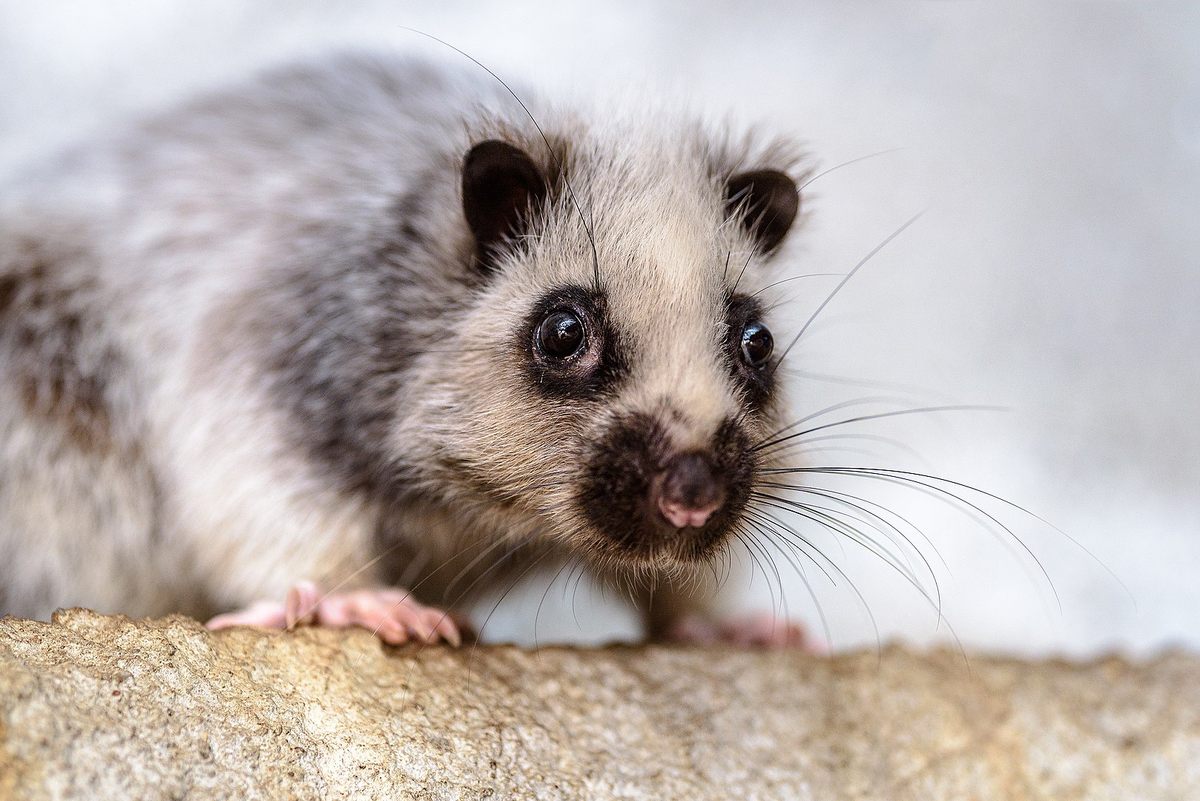 A northern Luzon giant cloud rat, one of nearly 20 living species of cloud rat.