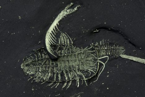 A Triarthus, preserved with the arm of the shrimp-like predator Anomalocaris. 