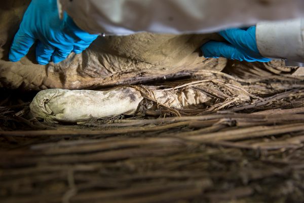 During examination of Peder Winstrup and his coffin a few years ago, researchers discovered the remains of a stillborn fetus, wrapped in linen and placed between the Swedish bishop's lower legs.