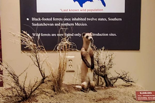A diorama of a taxidermied black-footed ferret is on display in the museum.