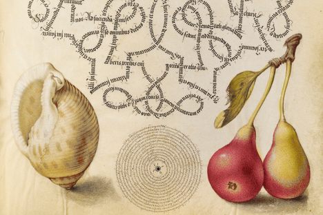 Butterfly, Marine Mollusk, and Pear