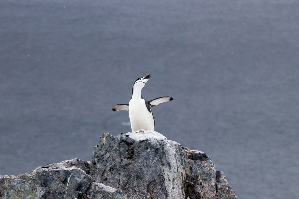 Heather Mitchell's photograph of a chinstrap penguin in Orne Harbor, Antarctica.