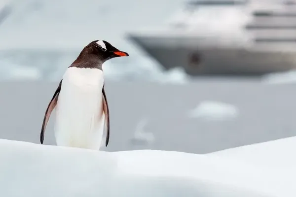 Spot Gentoos and other species of penguins waddling, swimming, and diving from icebergs.