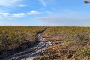 The Pygmy Pine Forests of the Pine Barrens in Barnegat Township, New Jersey
