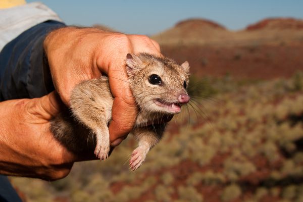 澳大利亚北部的小袋鼬“容易咬”触手可及,需要小心,公司处理两种和人类的安全。