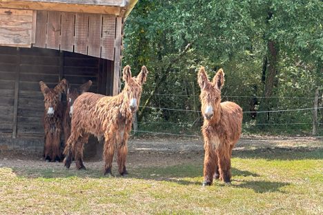 Young donkeys in the field