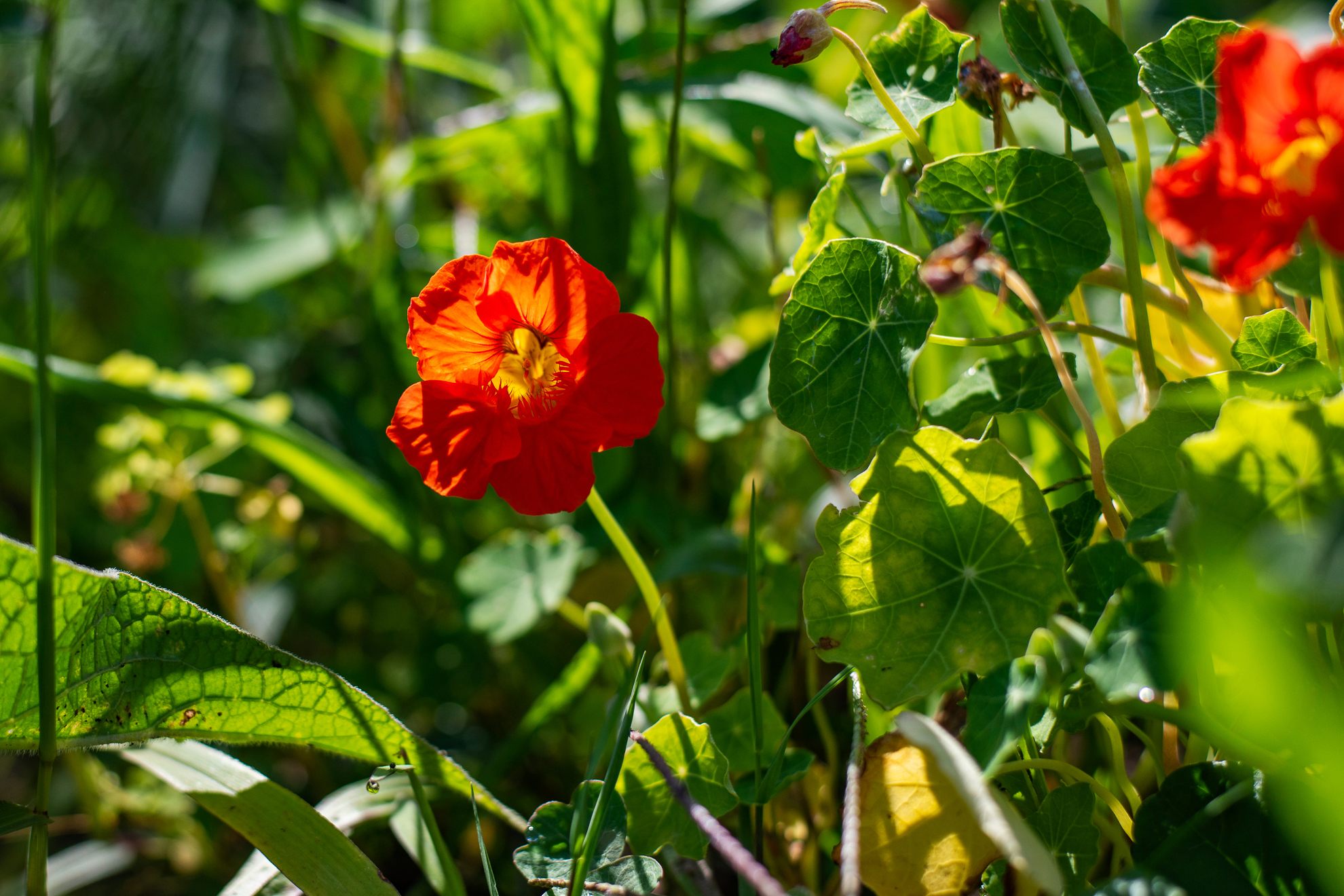 Nasturtium, from the herbal garden.