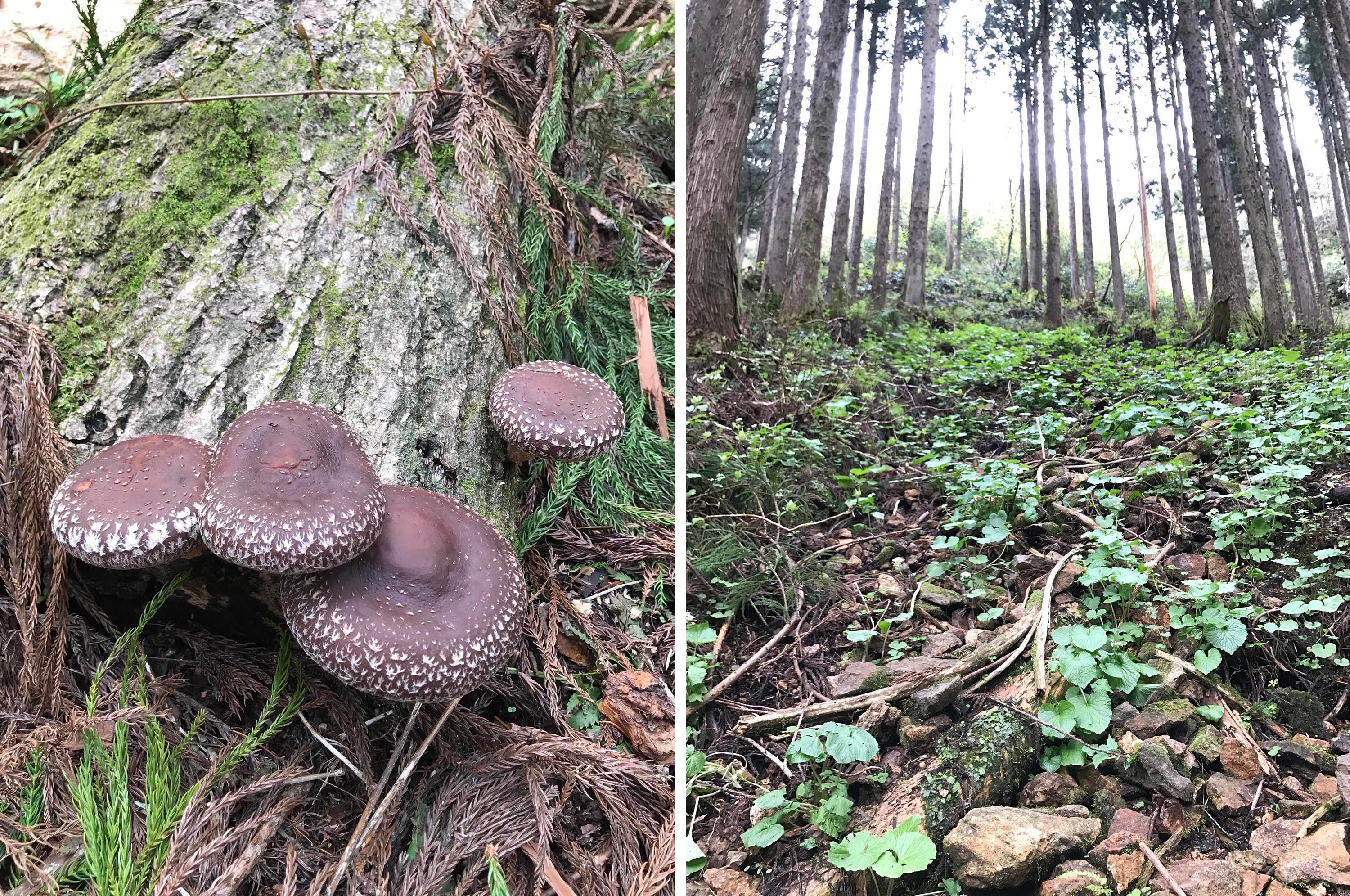 Left, Shiitake mushrooms cultivated in the woods around Ozuchi; right, wild wasabi growing where cold water runs down the mountain.