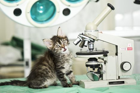 In 1975, a Cat Co-Authored a Physics Paper