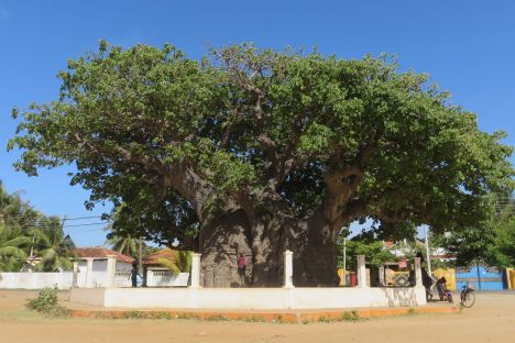 Baobab Tree Pallimunai