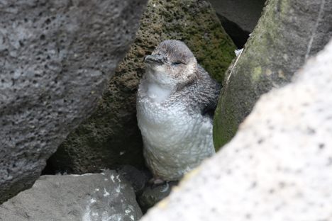 A little penguin.