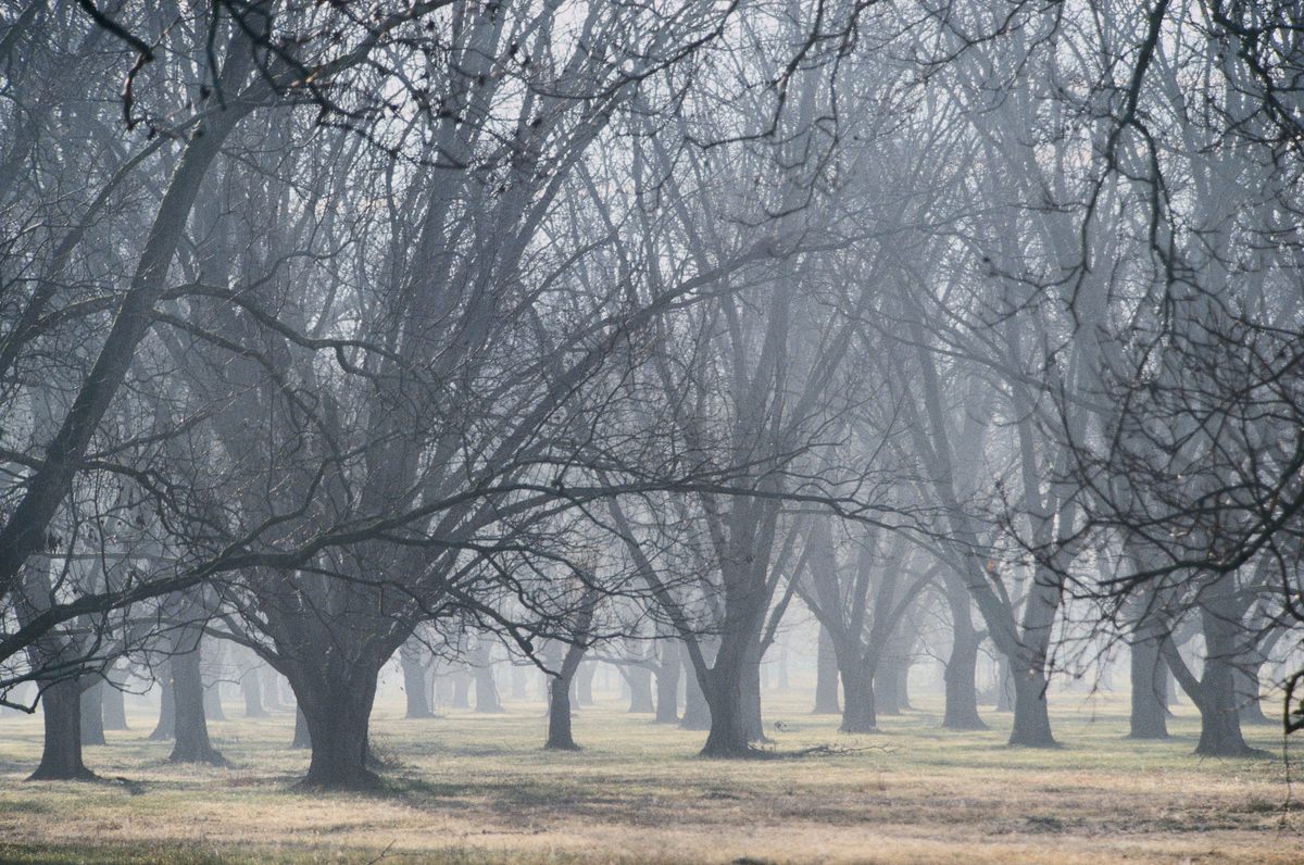 Pecan trees are a hard wood variety found in the United States. 