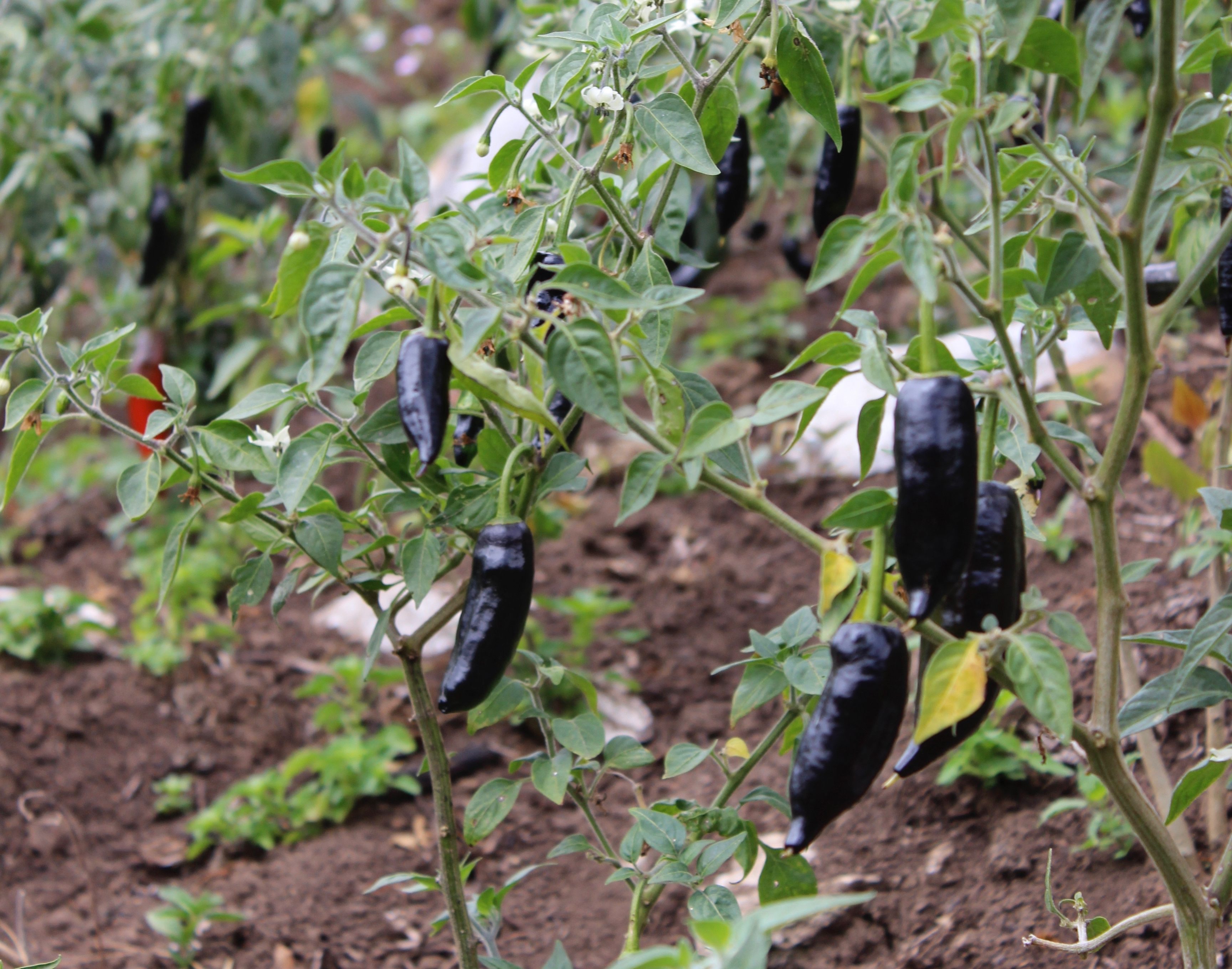 “Oaxacan cooks highly prize the large specimens for stuffing with savory fillings," writes <em>Peppers of the Americas</em> author Maricel Presilla. "I tried this and was just blown away by the flavor."
