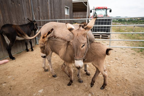 My Little Horse Mini Figures NEW UK Seller Fits Major Brand Blocks Baby Donkeys 