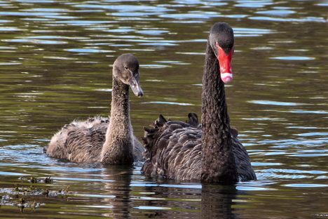 Black swans are native to Australia and New Zealand (the Rosenau Palace swans are not pictured here). 