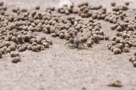 Watch Sand Bubbler Crabs Transform a Beach Into a Field of Tiny Sand Balls