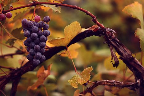 Vitis vinifera vinifera, the domesticated grape. A good idea is a good idea. 