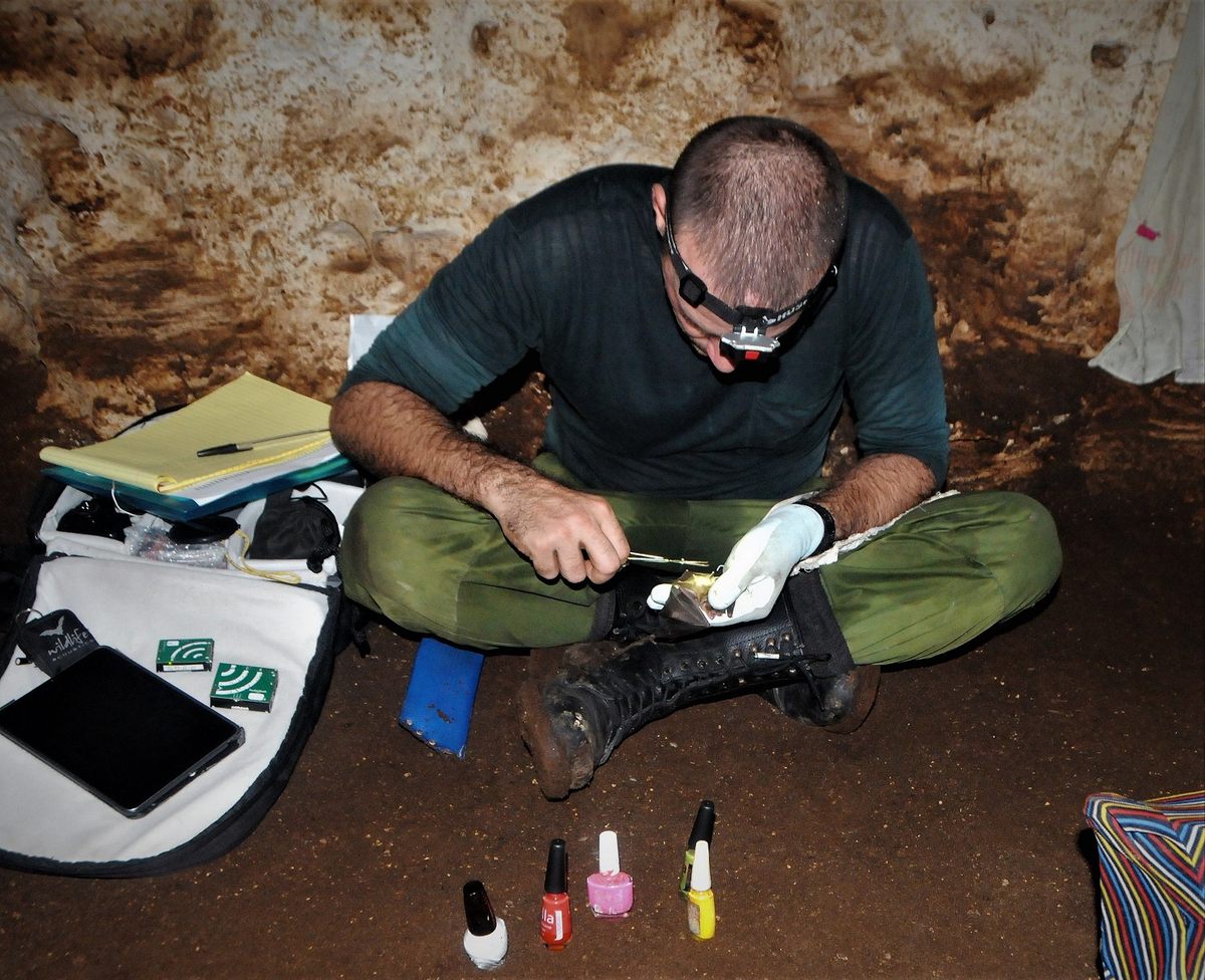 A bat pedicure in process.