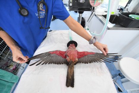  An Australian galah, also known as the pink and grey cockatoo, is examined in the mobile hospital. 