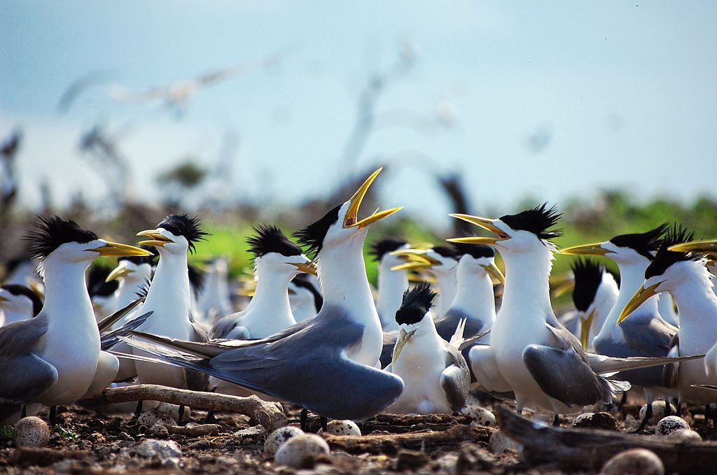 These tern are very much alive.