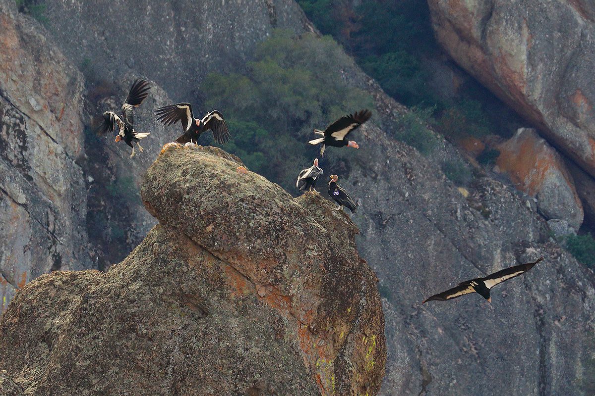 California condors gather on one of the rock formations that give Pinnacles National Park, southeast of San Jose, its name.