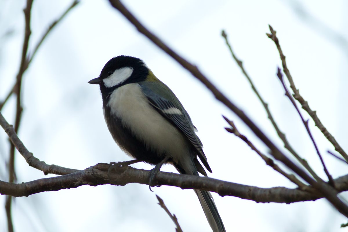 Merchant Bird The Bird That Can Picture Its Predators
